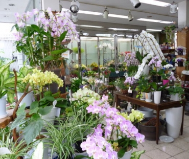 大阪府豊中市の花屋 グリーンハウス フォンタナにフラワーギフトはお任せください 当店は 安心と信頼の花キューピット加盟店です 花キューピットタウン